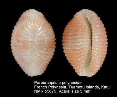 Purpurcapsula polynesiae.jpg - Purpurcapsula polynesiae (C.N.Cate,1979) 
